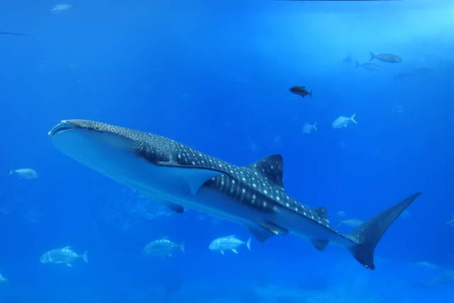 美海水族館